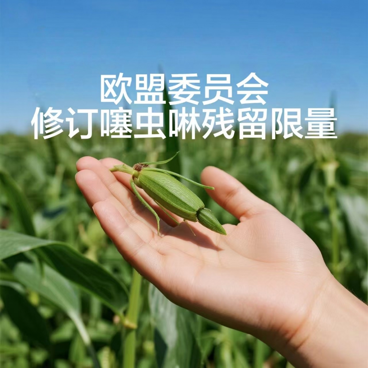 欧盟委员会修订噻虫啉残留限量